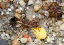 Myrmecia pavida