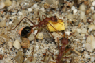 Myrmecia pavida