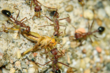 Myrmecia pavida
