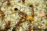 Myrmecia pavida