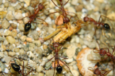 Myrmecia pavida