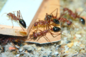 Myrmecia pavida