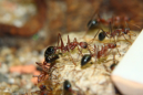 Myrmecia pavida