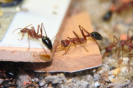 Myrmecia pavida