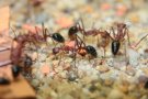 Myrmecia pavida