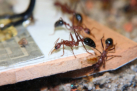 Myrmecia pavida