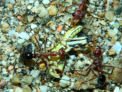 Myrmecia pavida