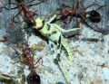 Myrmecia pavida