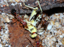 Myrmecia pavida