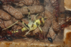 Myrmecia pavida