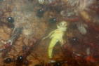 Myrmecia pavida