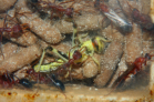 Myrmecia pavida