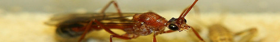 Myrmecia pavida