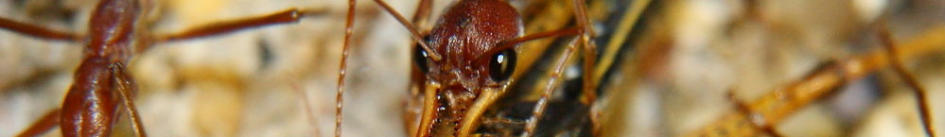 Myrmecia pavida