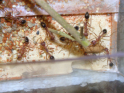 Myrmecia pavida