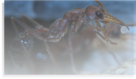 Myrmecia pavida Ameisenhaltung Ameisenbericht
