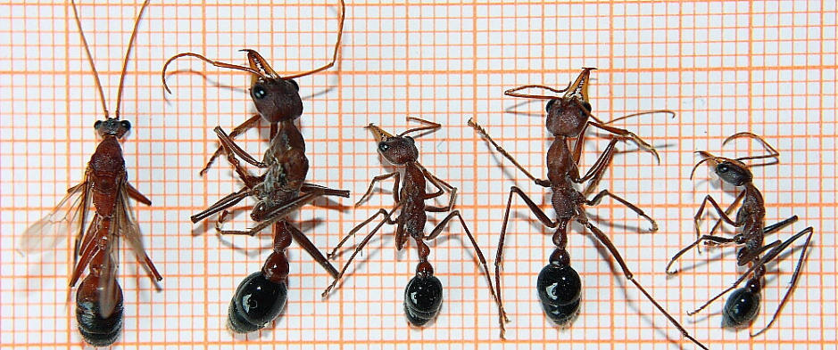 Myrmecia pavida Größenvergleich