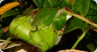 Oecophylla smaragdina Nest im Blatt