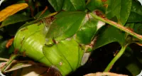 Oecophylla smaragdina Nest im Blatt