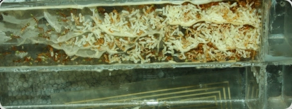 Oecophylla smaragdina  Nestblock