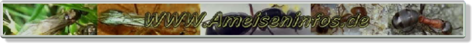 Ameiseninfos, Ameisenberichte