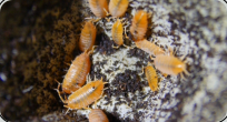 Kubanische Asseln orange