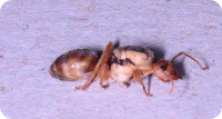 Oecophylla longinoda Königin