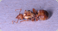 Oecophylla longinoda Königin