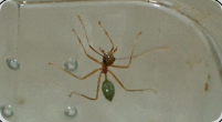 Oecophylla smaragdina Arbeiterin