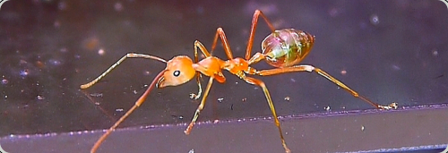 Oecophylla smaragdina Arbeiterin