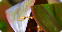 Oecophylla smaragdina Arbeiterin zieht Blätter zusammen