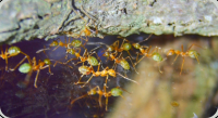 Oecophylla smaragdina Arbeiterinnen