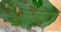 Oecophylla smaragdina Blattarena