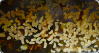 Oecophylla smaragdina Brut 