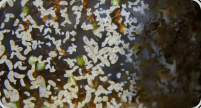 Oecophylla smaragdina Brut 