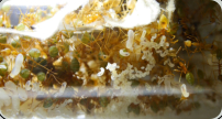 Oecophylla smaragdina Brut_3