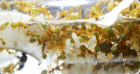Oecophylla smaragdina Brut_4