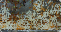 Oecophylla smaragdina Brut im Kunstnest 