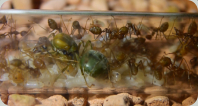 Oecophylla smaragdina Brut im Reagenzglas