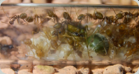 Oecophylla smaragdina Brut im Reagenzglas