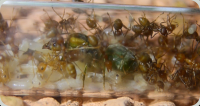 Oecophylla smaragdina Brut im Reagenzglas