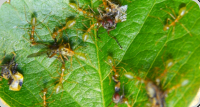 Oecophylla smaragdina Fliegenfutter