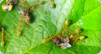 Oecophylla smaragdina Fliegenfutte