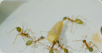 Oecophylla smaragdina Futter 