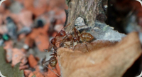 Oecophylla smaragdina Futterübergabe