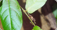 Oecophylla smaragdina Futtertransport