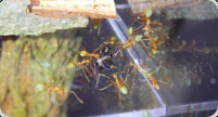 Oecophylla smaragdina Futtertransport