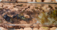 Oecophylla smaragdina Futtervorat