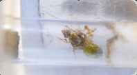 Oecophylla smaragdina Gründerkönigin mit erster Arbeiterin