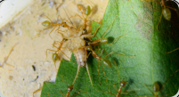 Oecophylla smaragdina Heimchenfutter